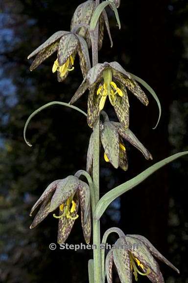 fritillaria micrantha 10 graphic